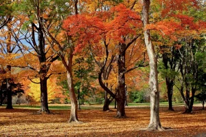 free things to do in boston in october