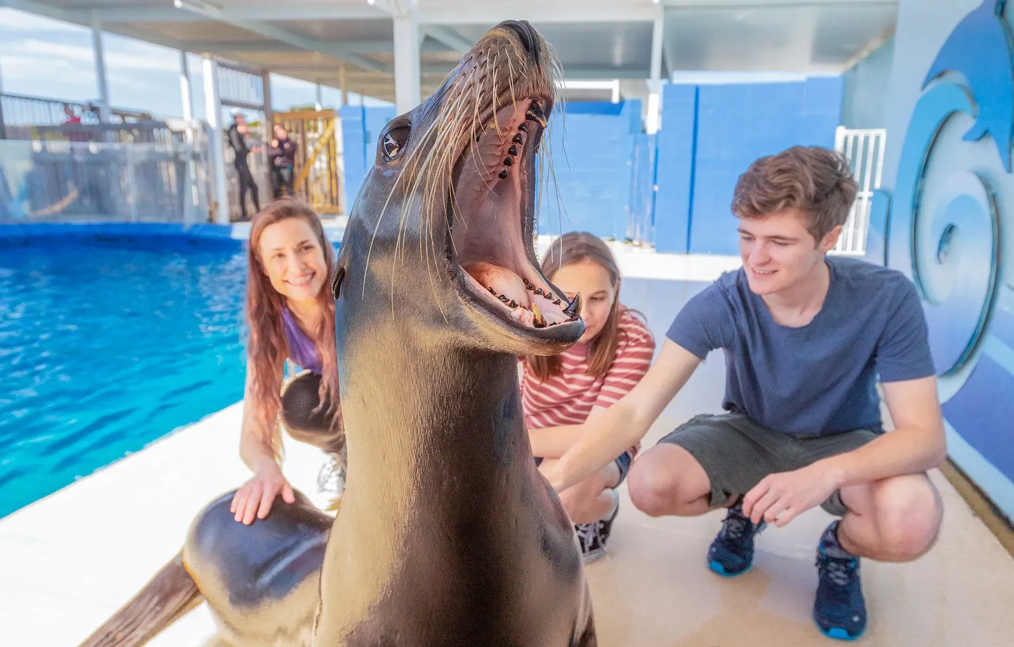 Sea Lion Presentations