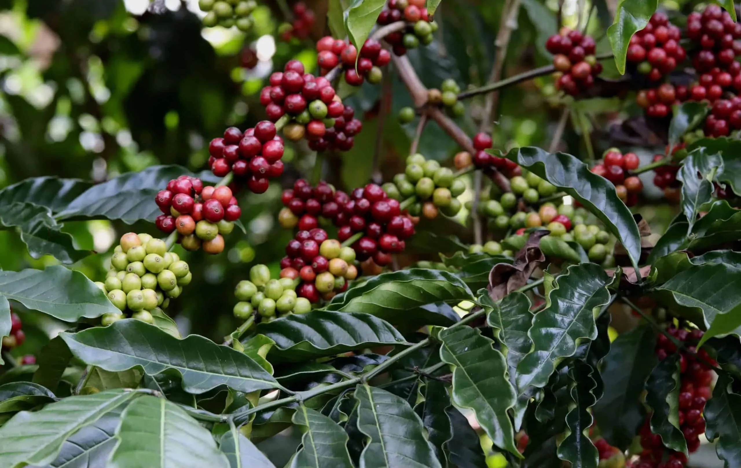 Coffee Plantations