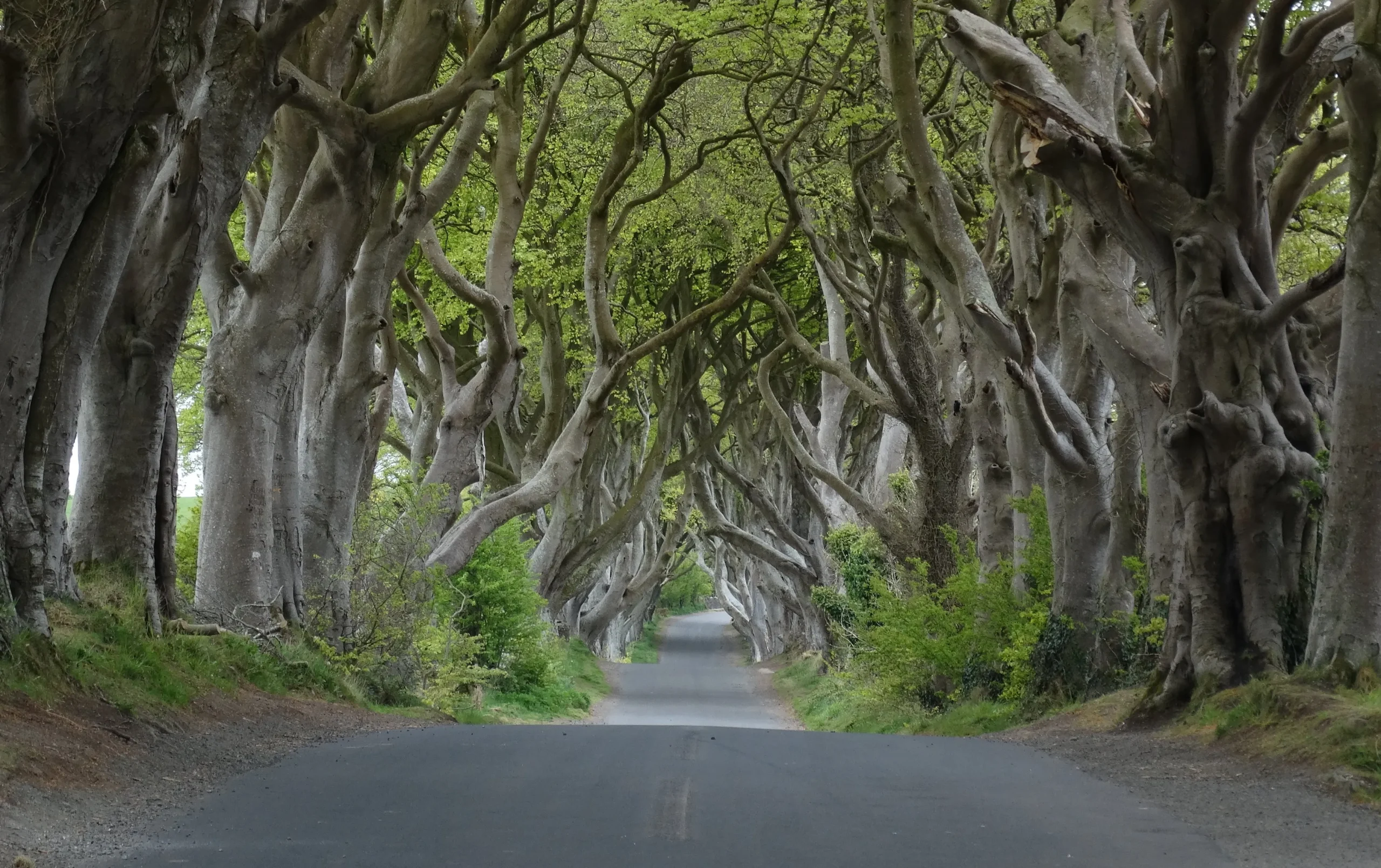Dark Hedges, Northern Ireland