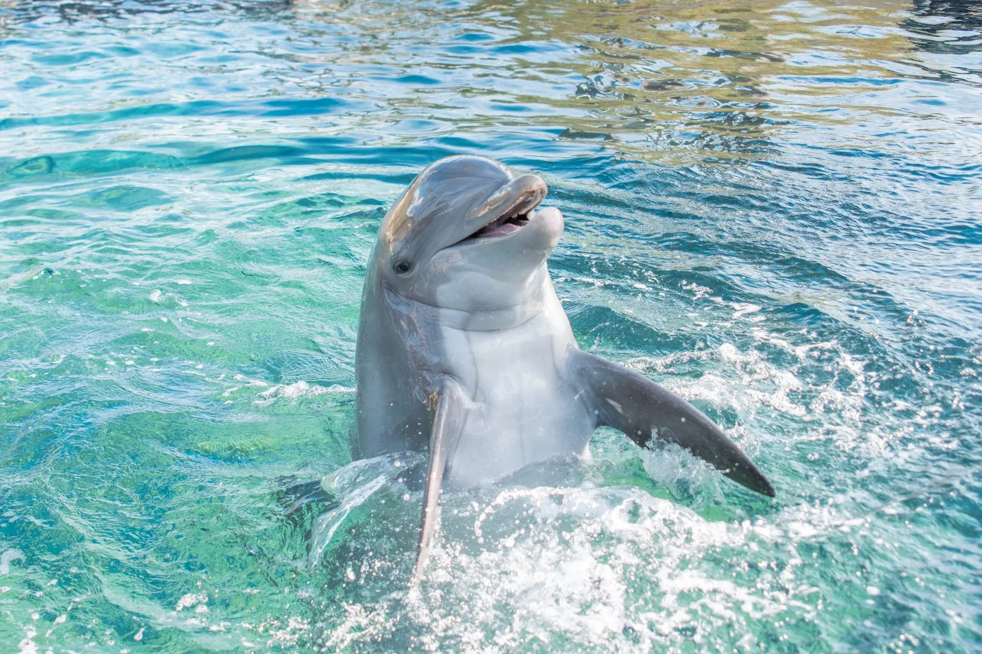 gulfarium marine adventure park