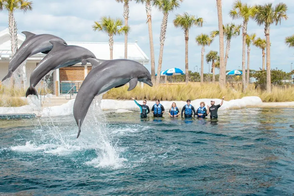 gulfarium marine adventure park