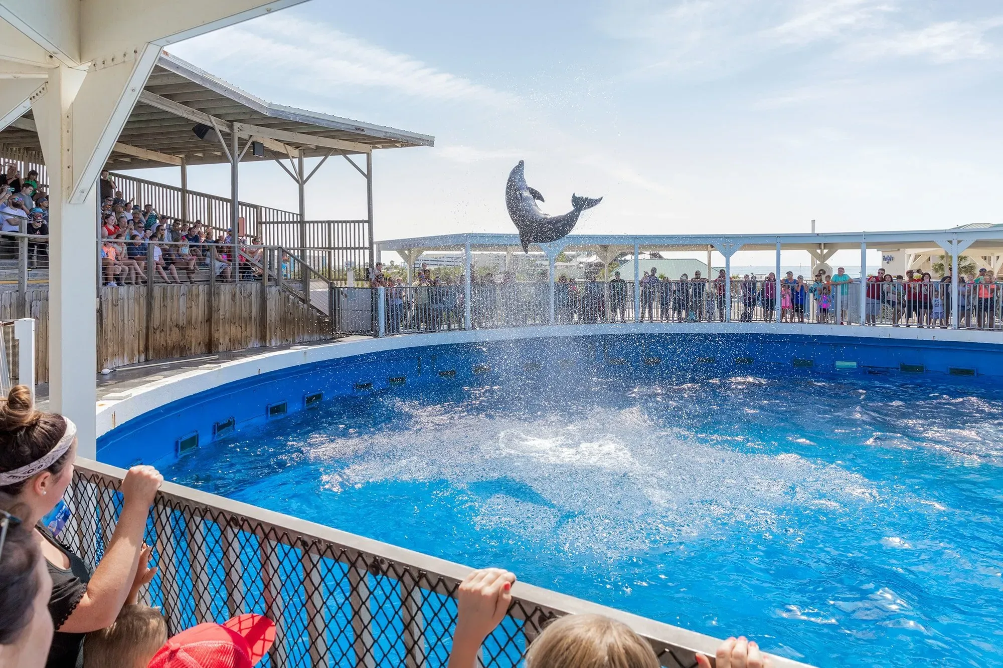 Dolphin Shows