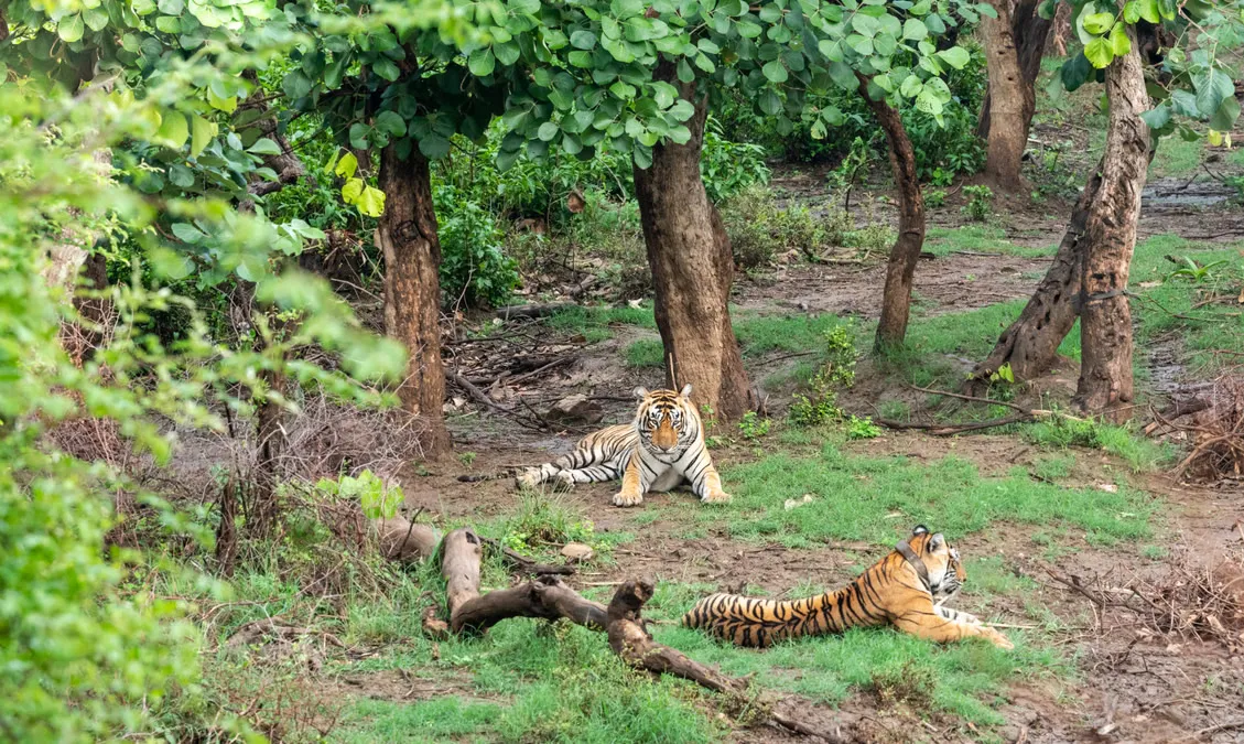 Sariska Tiger Reserve