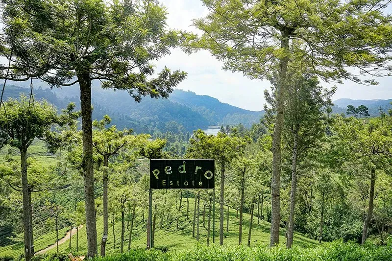 Pedro Tea Estate