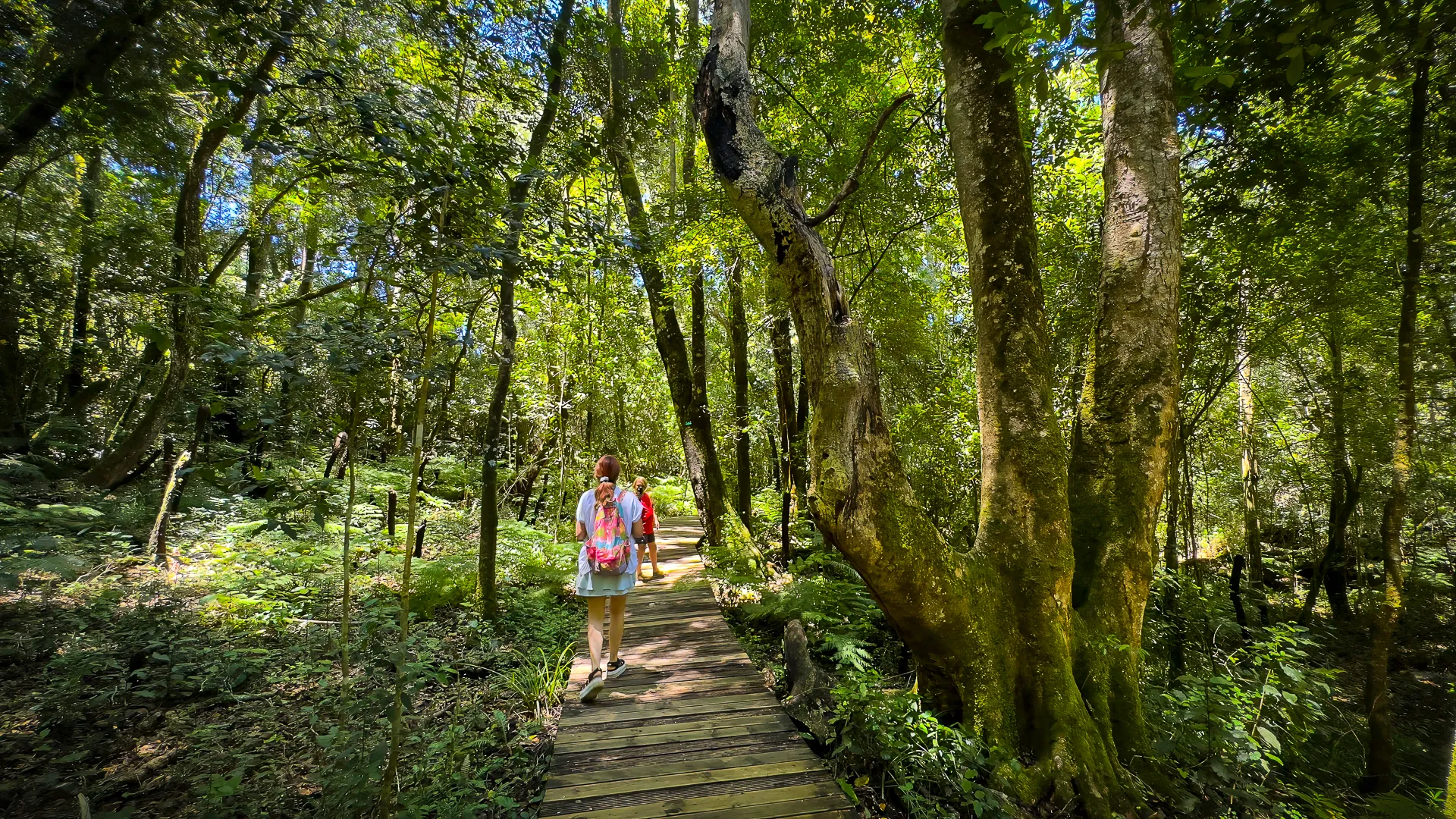 Knysna Forest