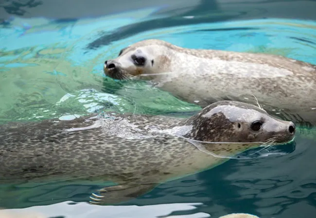 Hartbeespoort Aquarium