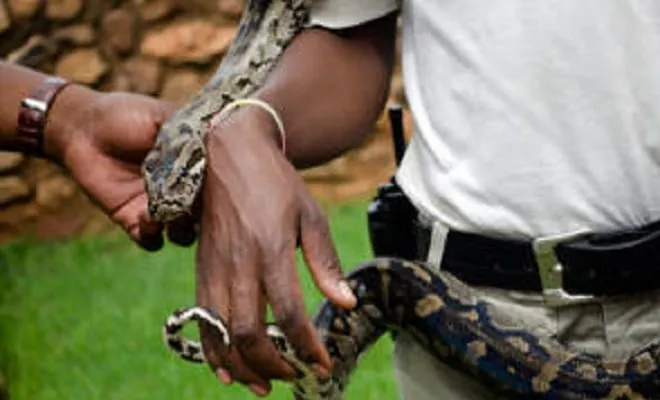 Snake and Animal Park