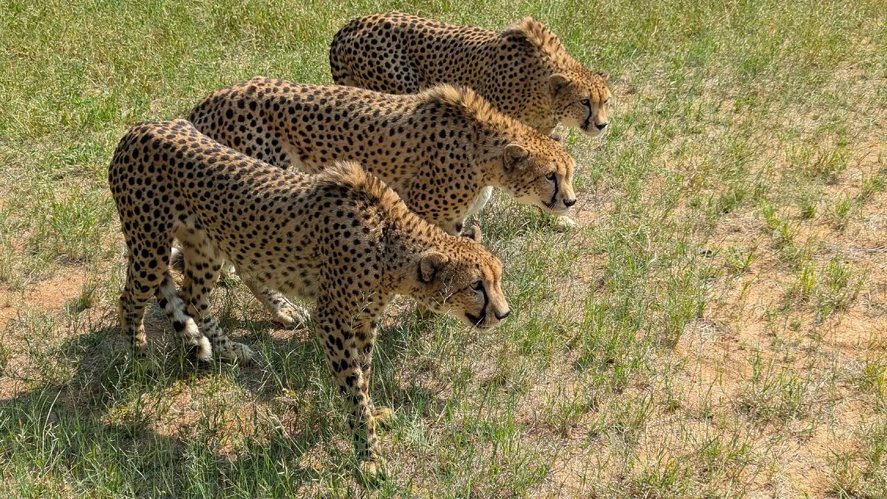 Ann van Dyk Cheetah Centre