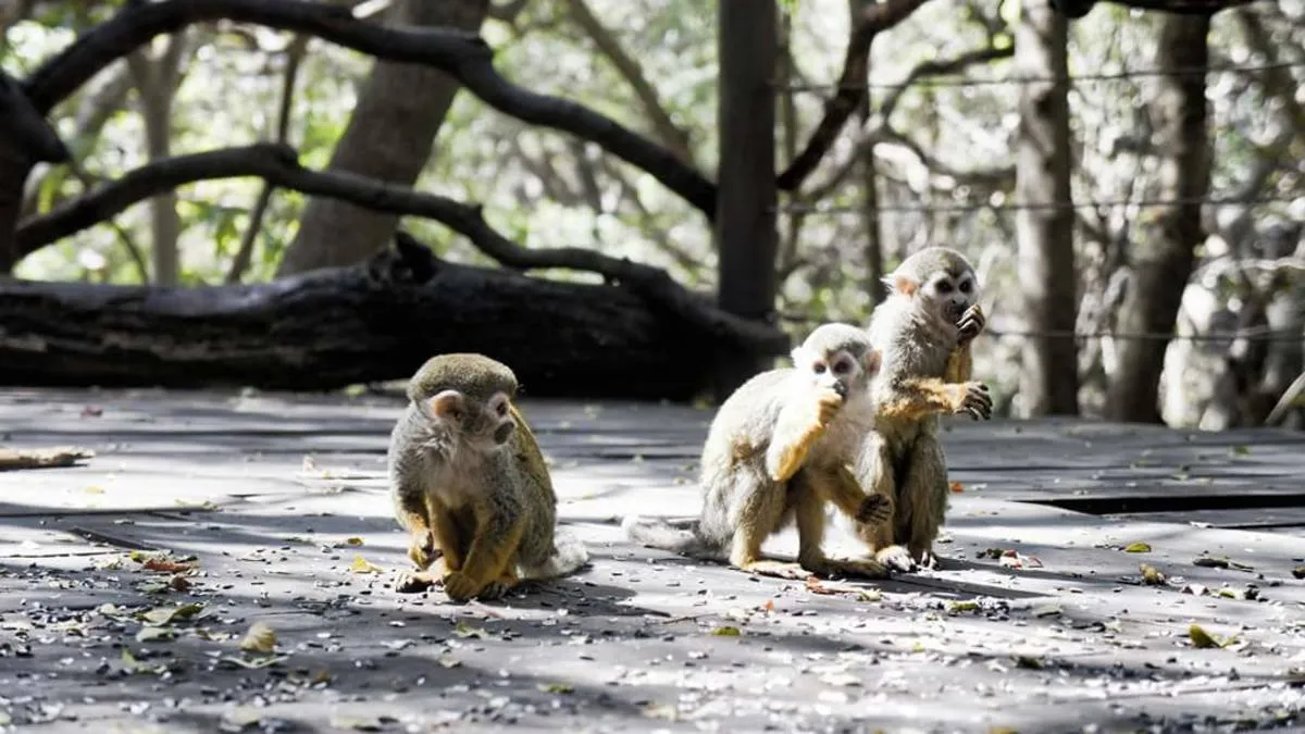 Monkey Sanctuary Hartbeespoort