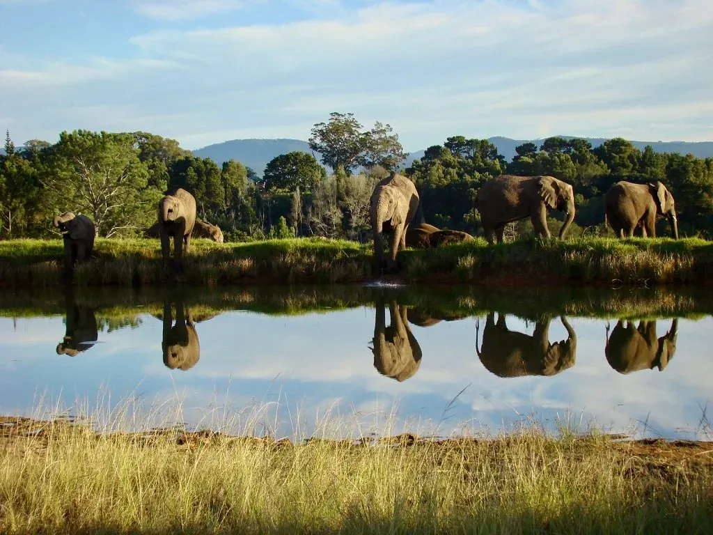 Knysna Elephant Park
