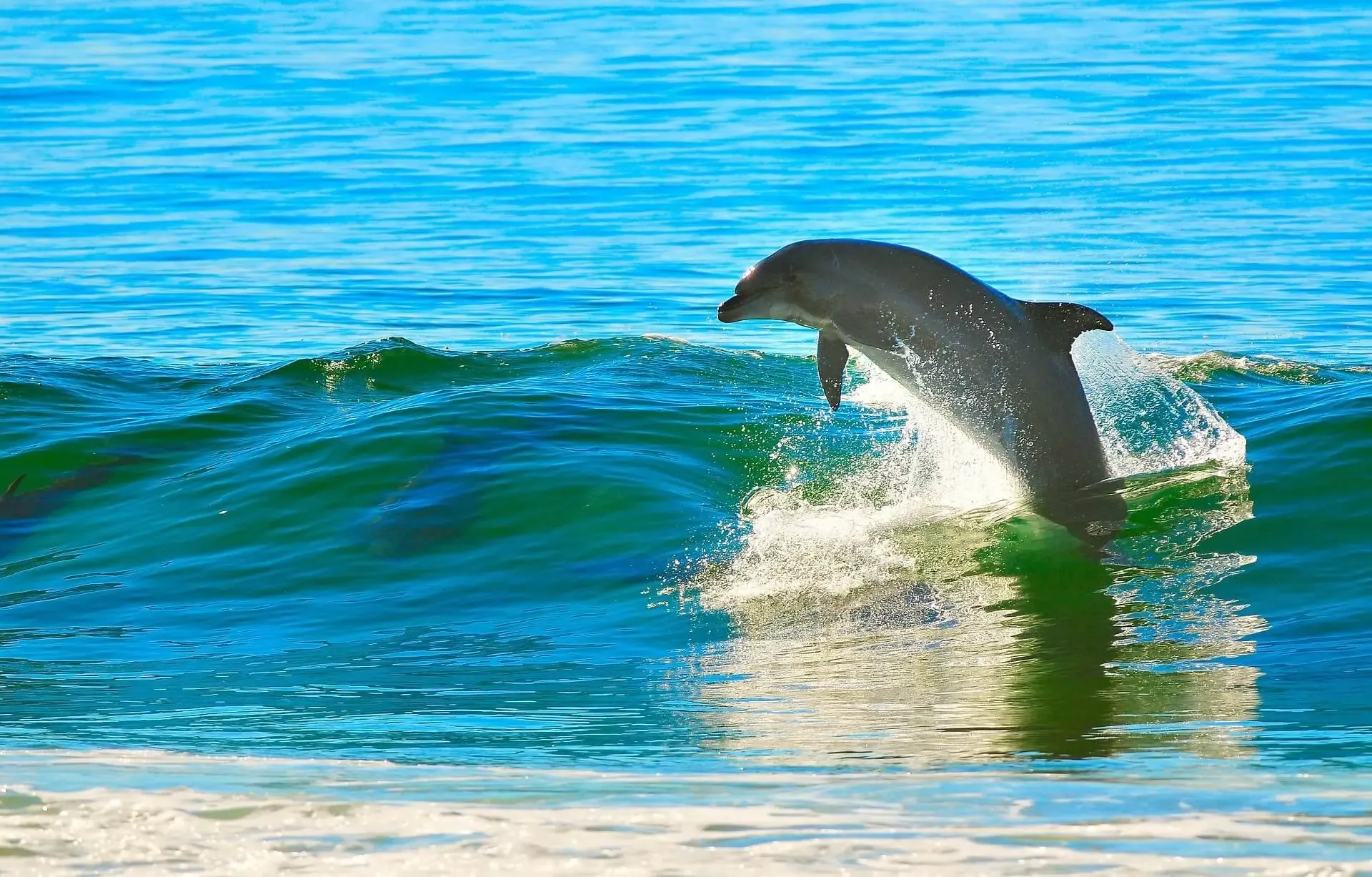 Dolphin Watching & Eco Tours