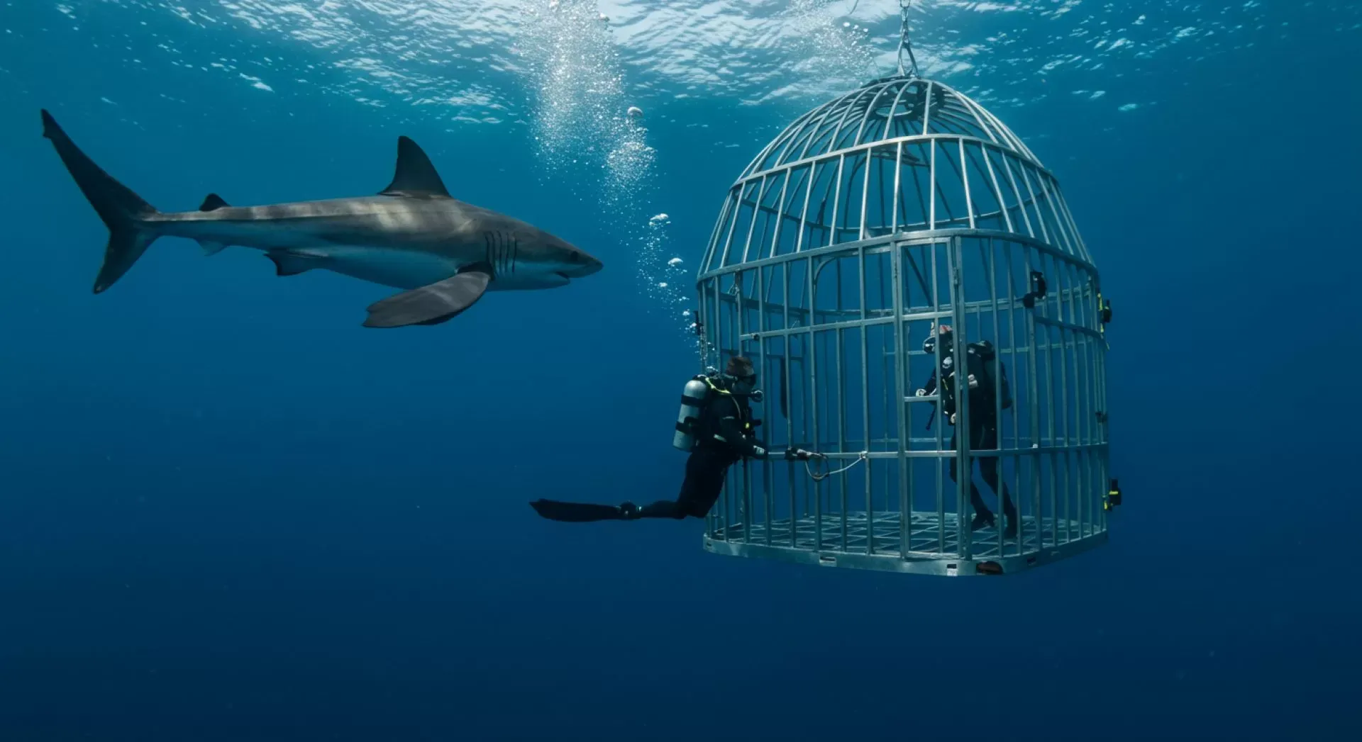 Shark Cage Diving in Gansbaai