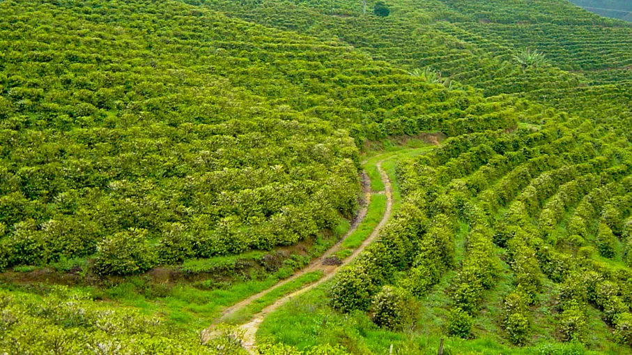Coffee Plantations