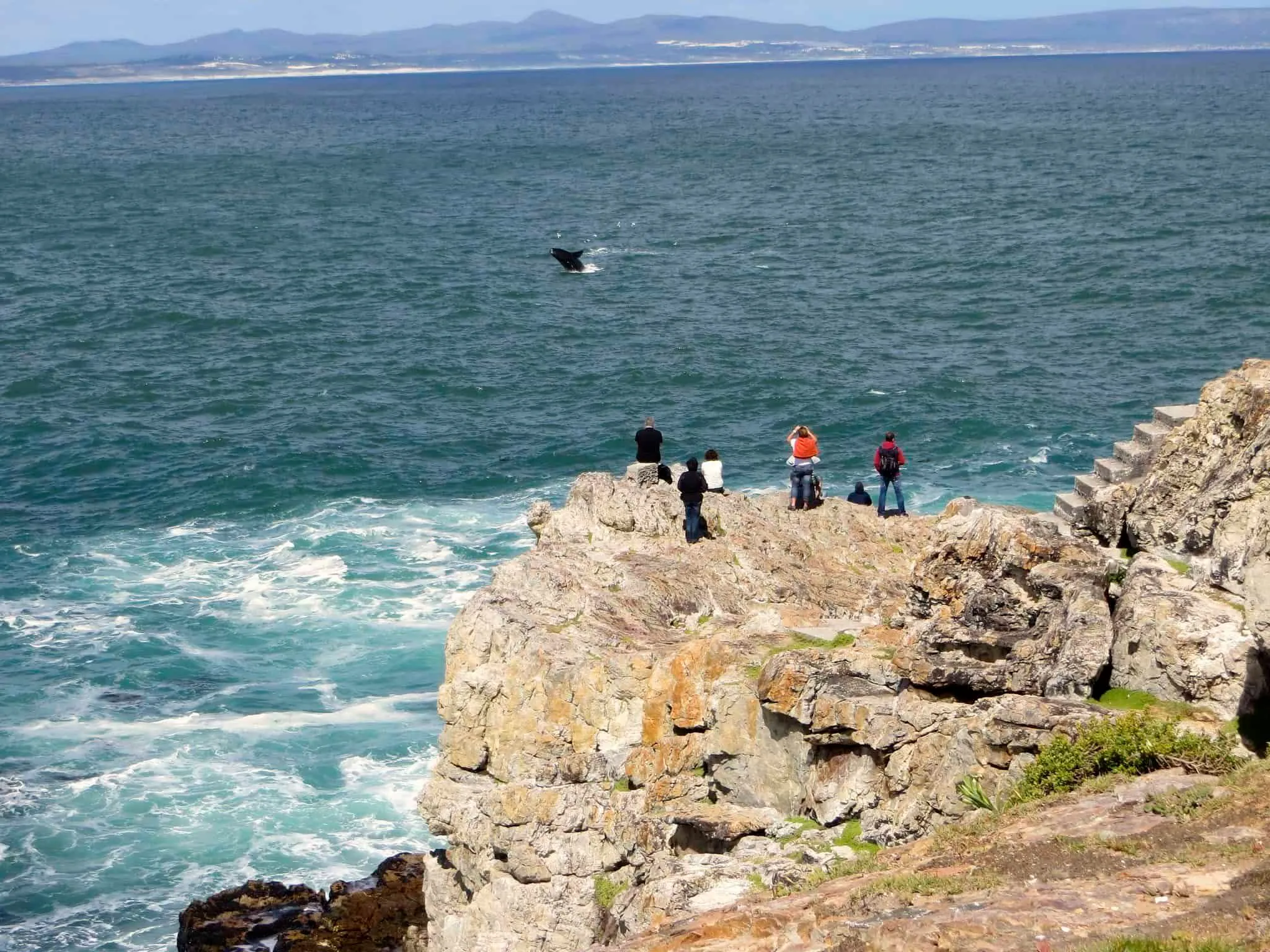 Whale Watching from the Cliff Path
