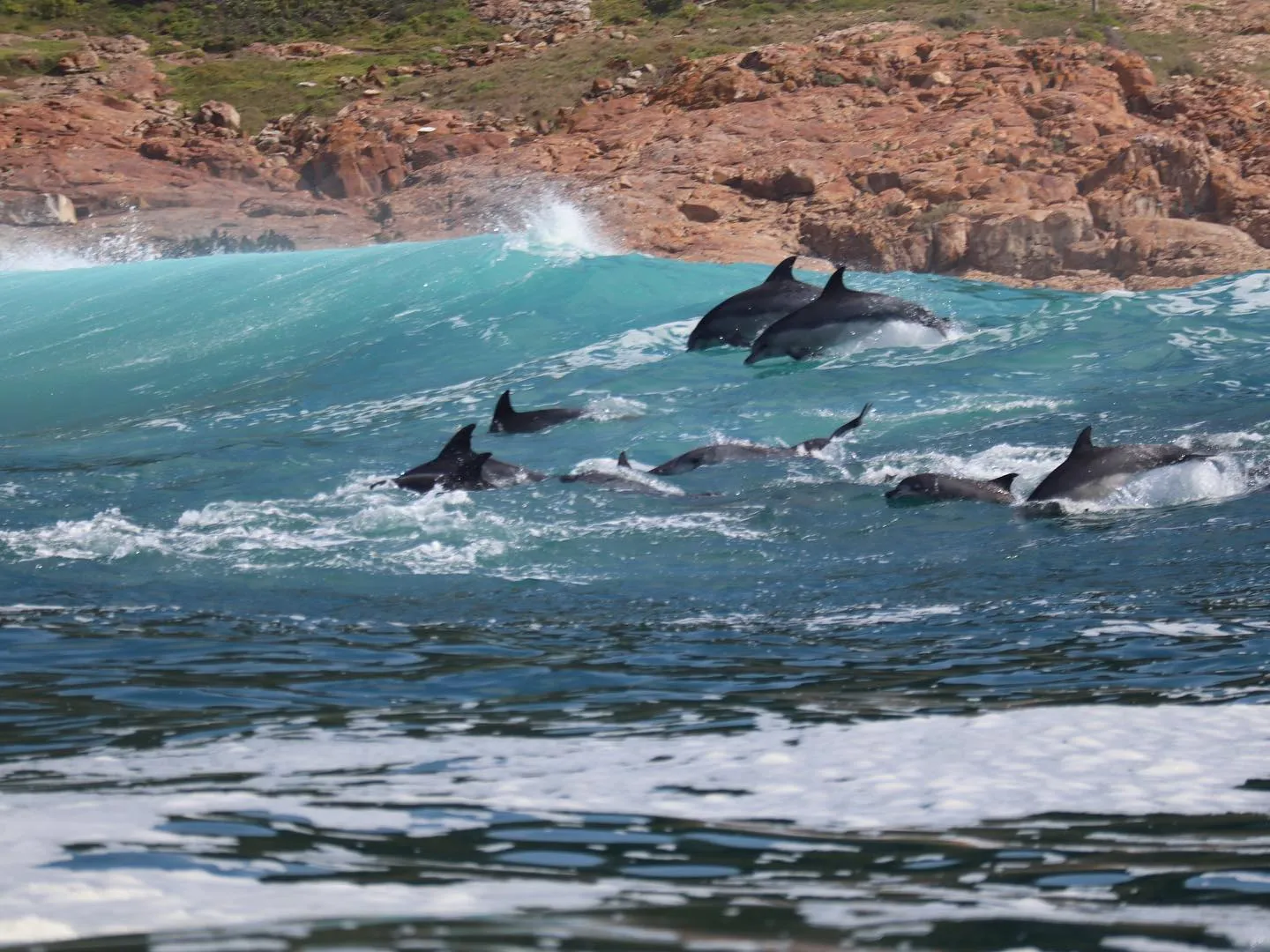 Go Whale and Dolphin Watching
