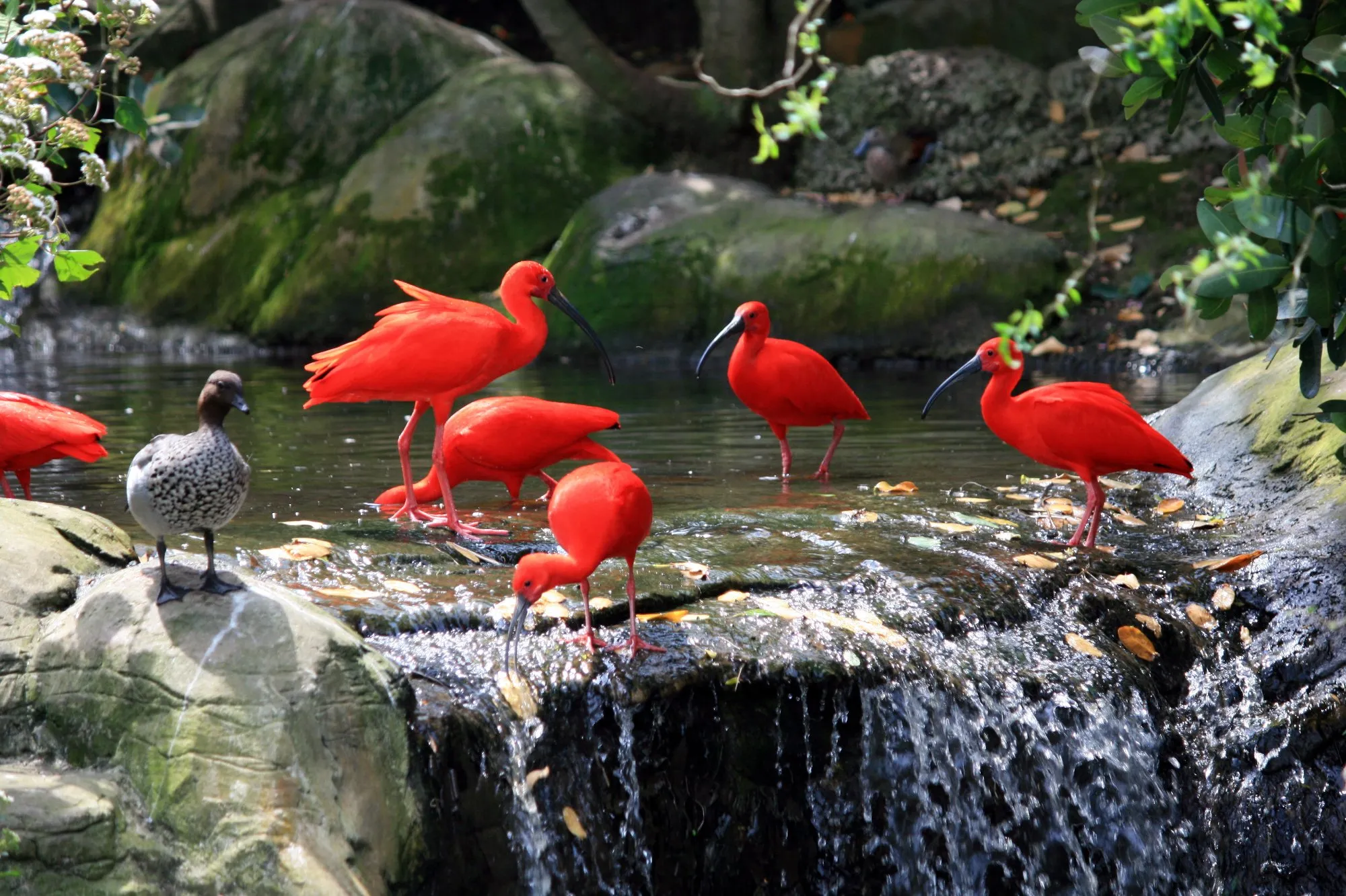 Visit Monkeyland and Birds of Eden