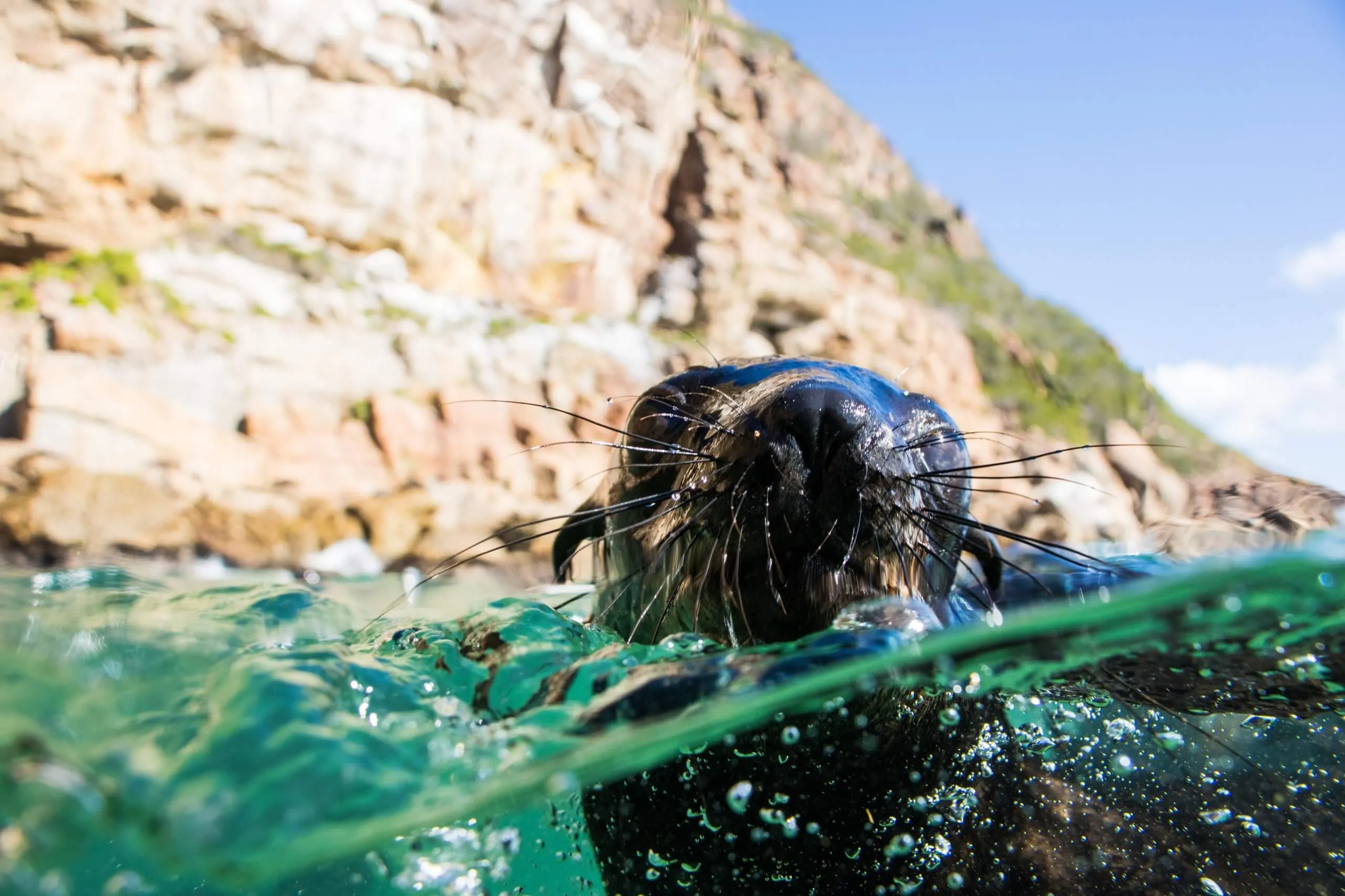 Swim with Seals in the Robberg Marine Protected Area